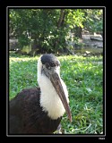 Tropical Stork